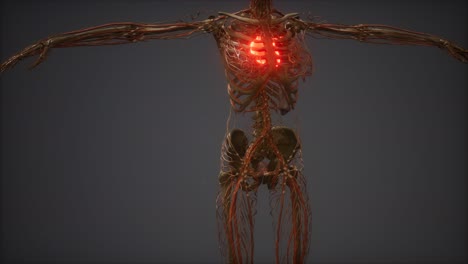CG-Animation-Eines-Kranken-Menschlichen-Herzens